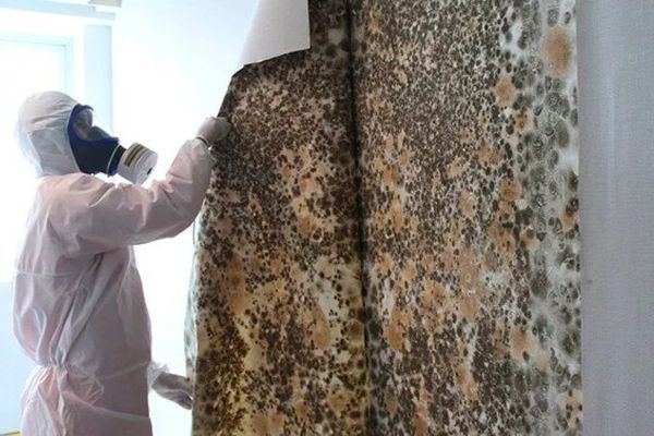 Mold Removal