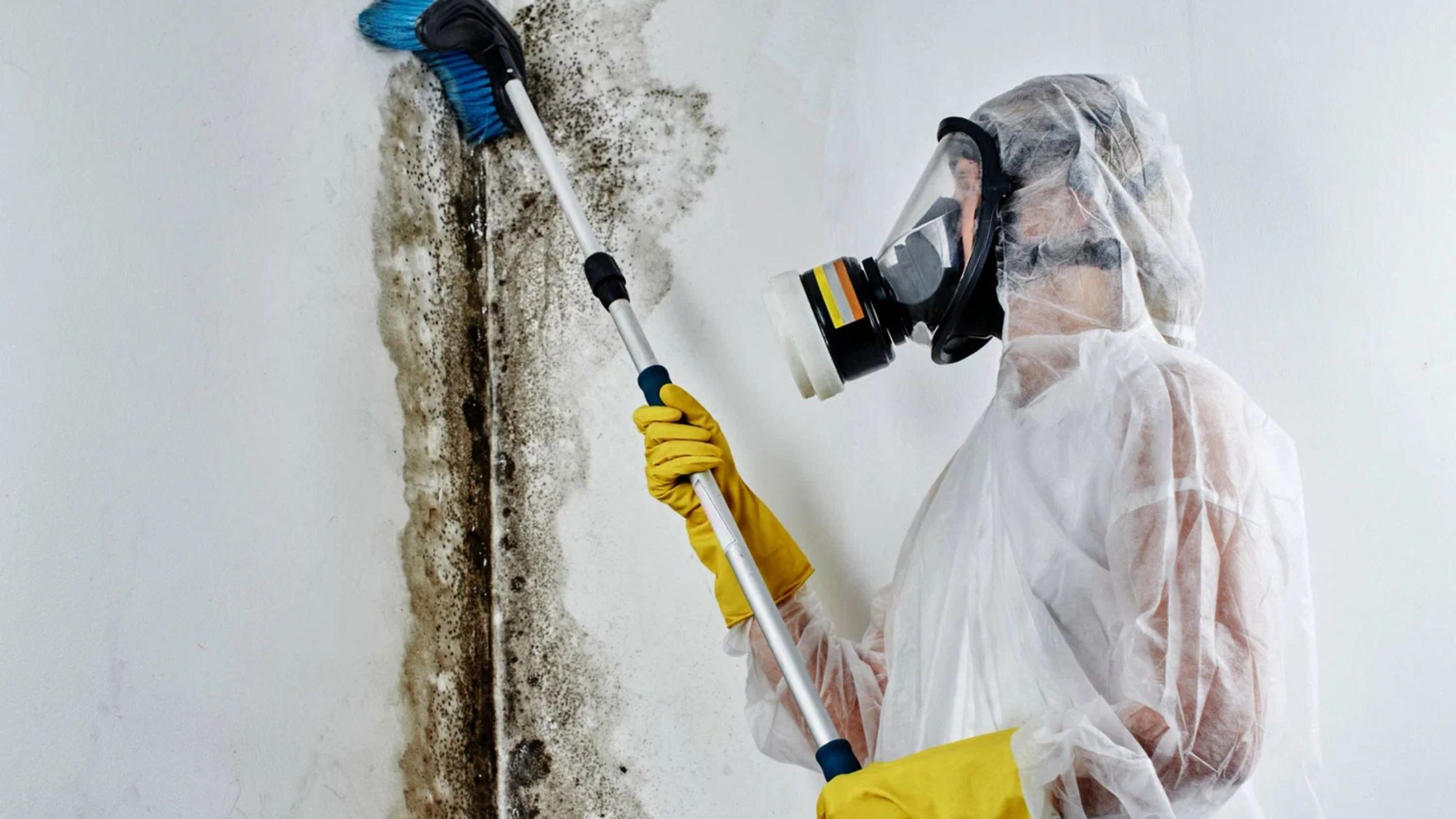 How Quickly Should You Call a Mold Remediation Professional in Manitou Springs?
